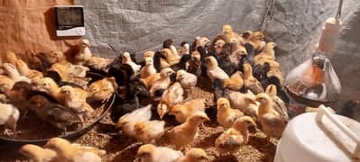 Golden Mirsi Chicks 10 Day