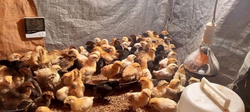 Golden Mirsi Chicks 10 Day 2