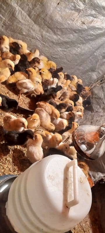 Golden Mirsi Chicks 10 Day 4