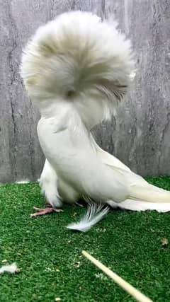 White Jacobin Triple Hood Breeder Males Available
