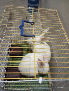 Rabbit pair with cage for sale