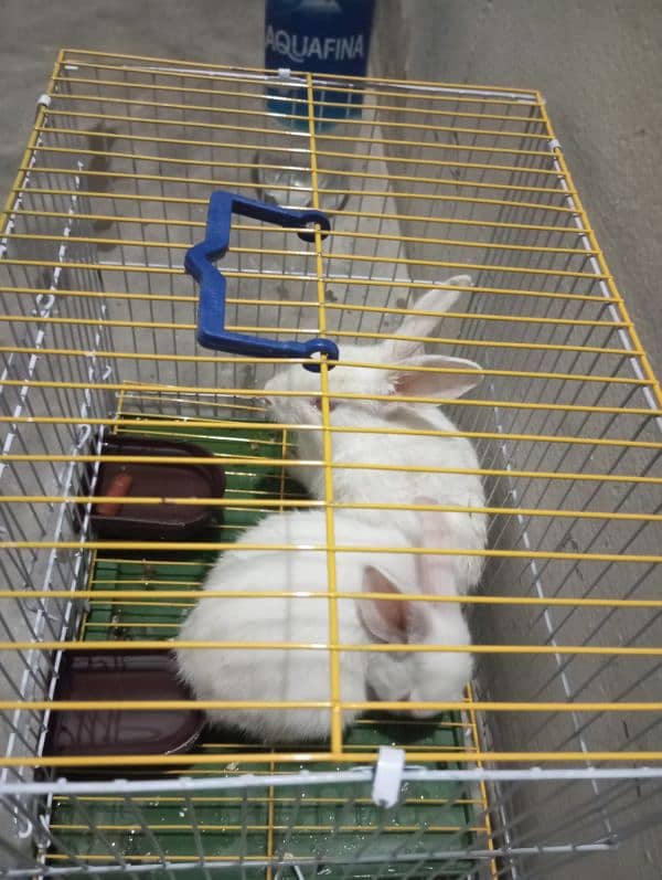 Rabbit pair with cage for sale 0