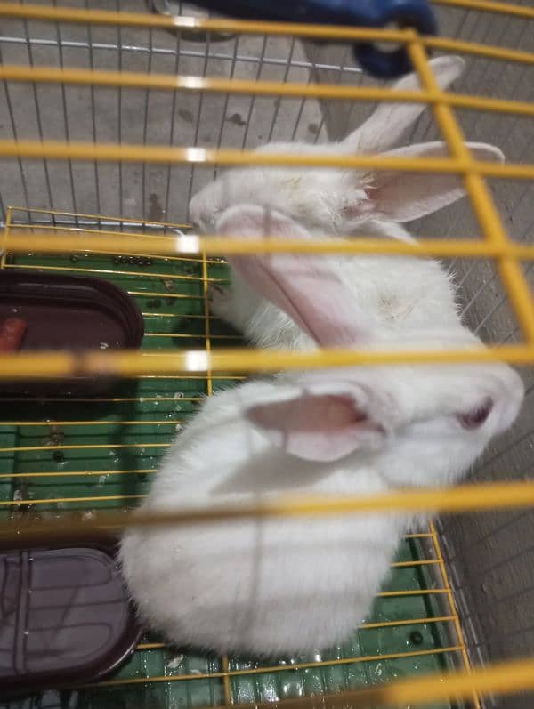 Rabbit pair with cage for sale 1