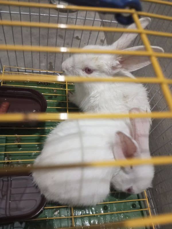 Rabbit pair with cage for sale 2