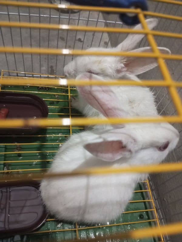 Rabbit pair with cage for sale 3