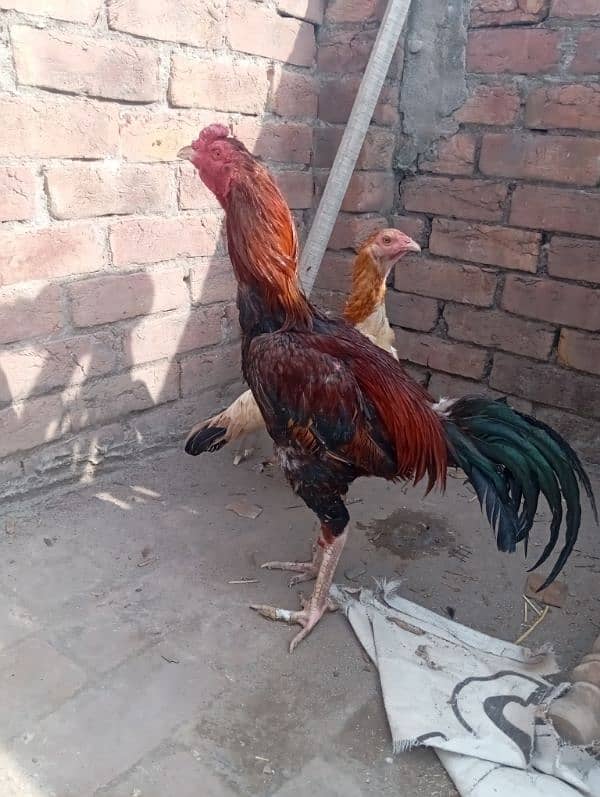 aseel rooster for sale 0