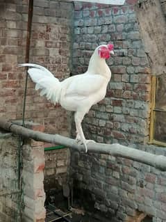 White aseel murga for sale