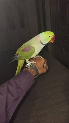 raw parrot for sale male full breader age 2.4 year