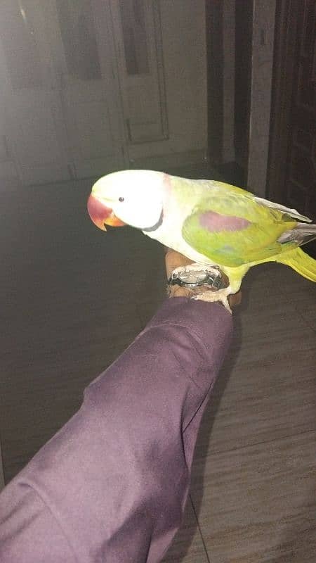 raw parrot for sale male full breader age 2.4 year 1