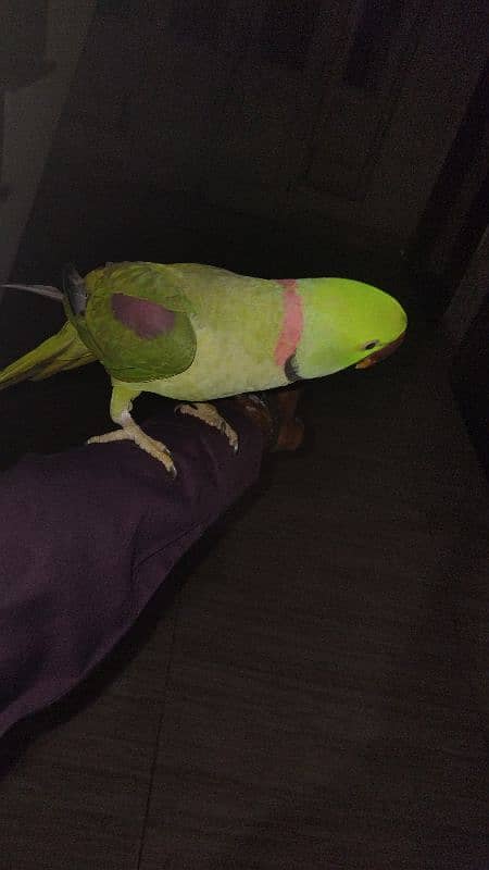 raw parrot for sale male full breader age 2.4 year 3