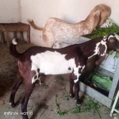 maki chena qurbani k liy full wazni/ or lal Daba