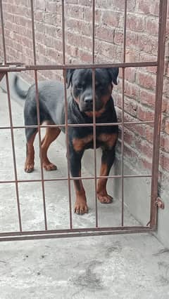 Rottweiler