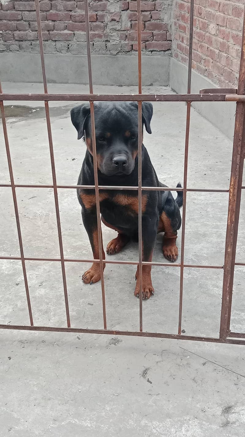 Rottweiler pair 1