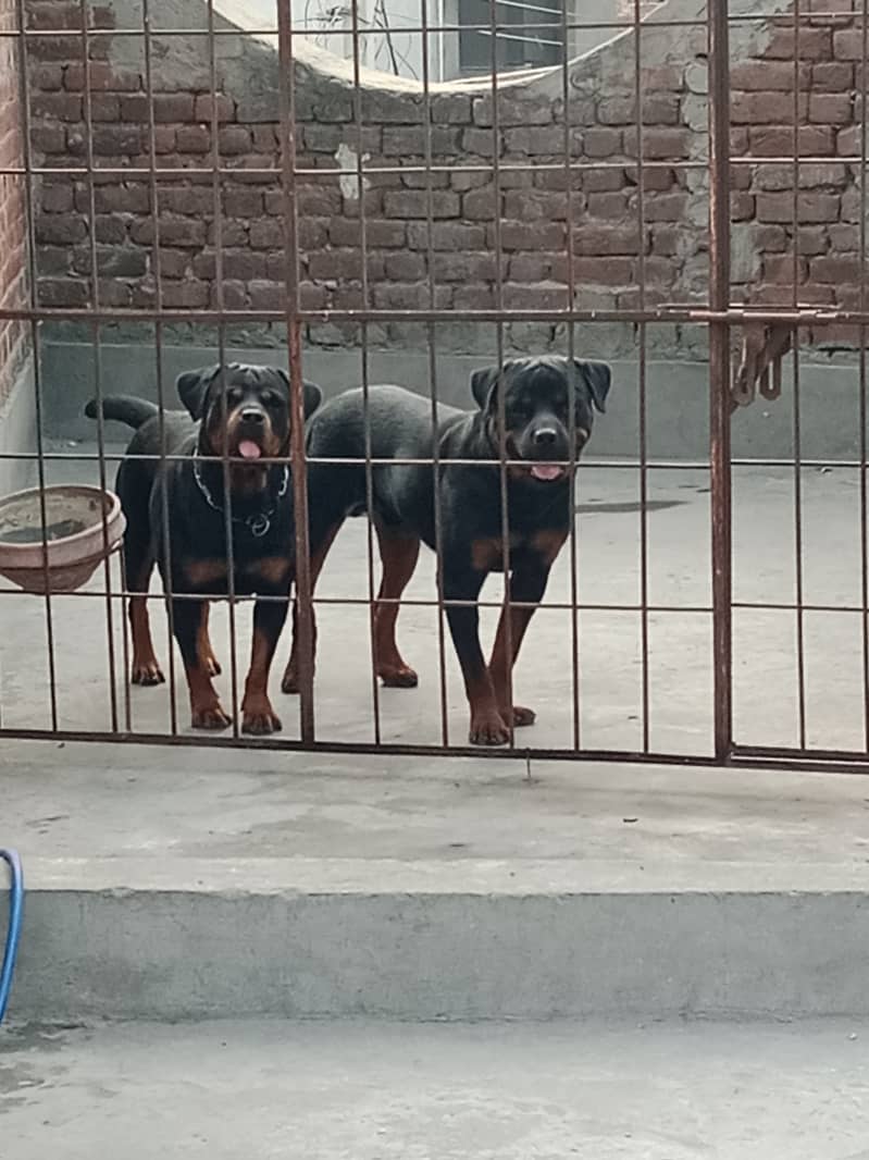 Rottweiler pair 2