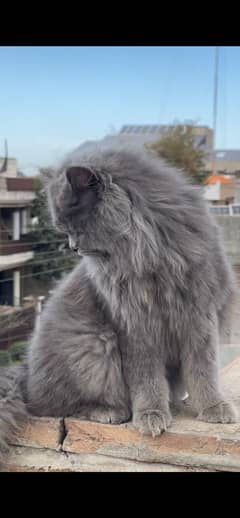 Grey persian