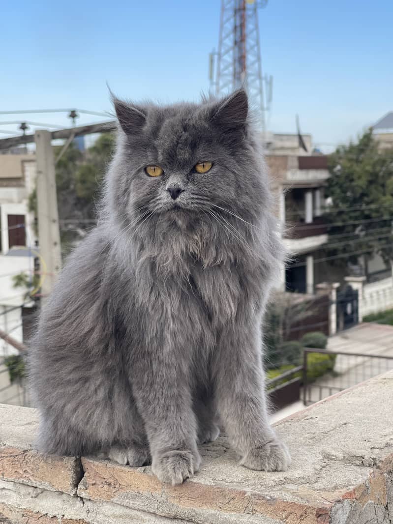 Grey persian 1