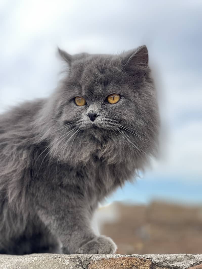 Grey persian 2