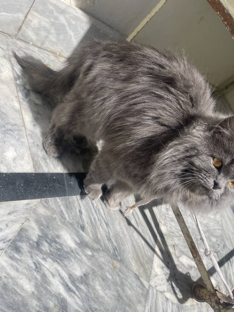 Grey persian 3