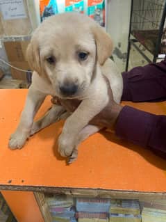 male Labrador puppy