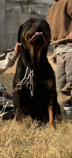 pedigreed microchip rottweiler female dog