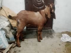 Qurbani