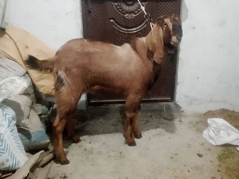 Qurbani ka bkra 1