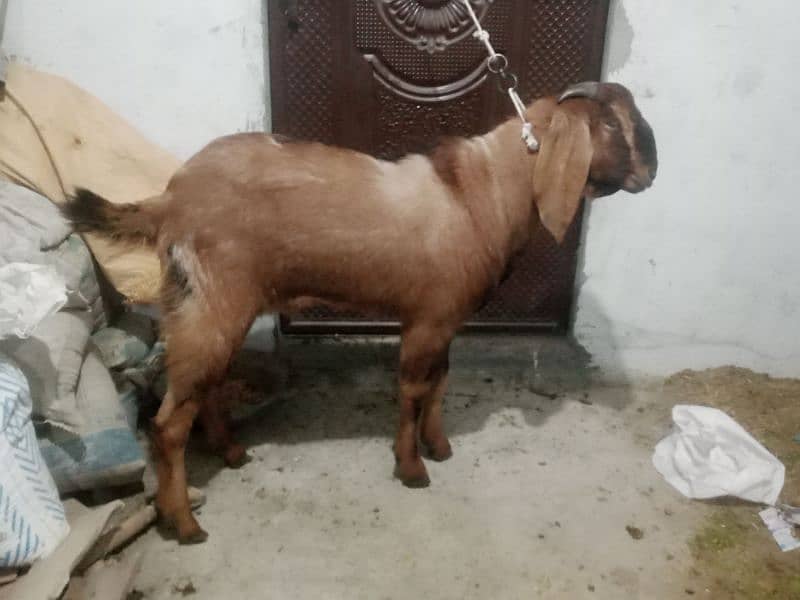 Qurbani ka bkra 2