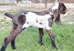 2 Amritsari Beetal male kids for sale