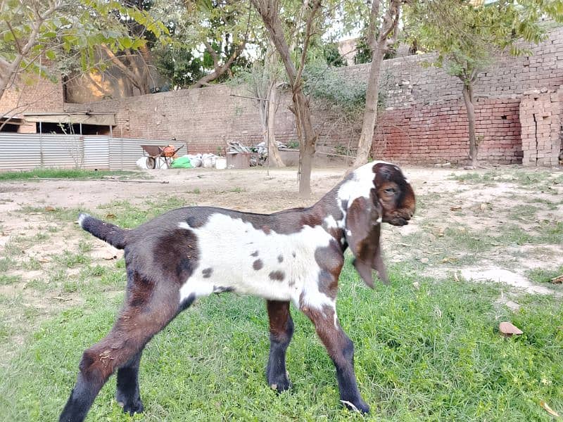 2 Amritsari Beetal male kids for sale 1