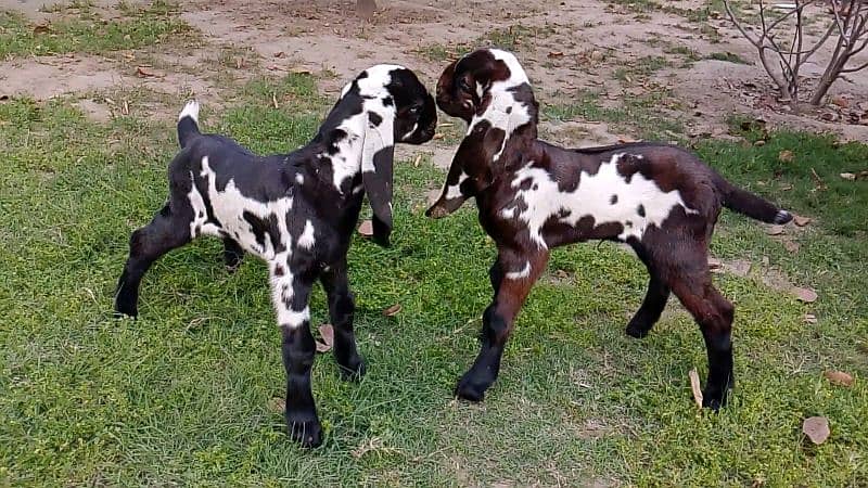 2 Amritsari Beetal male kids for sale 4