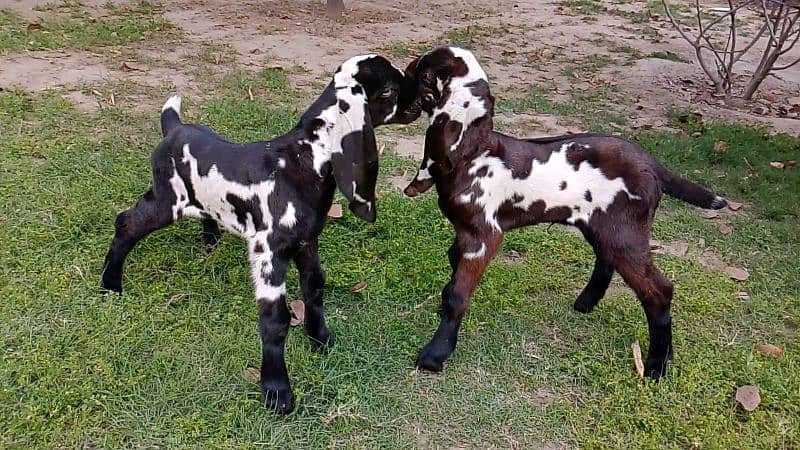 2 Amritsari Beetal male kids for sale 8