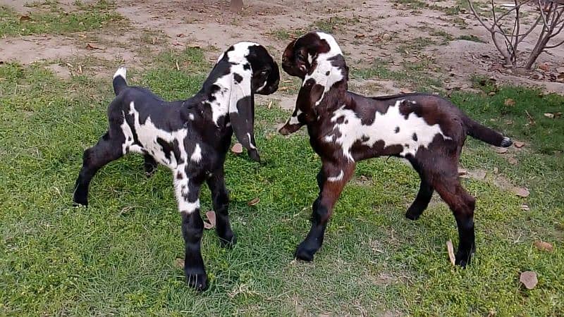 2 Amritsari Beetal male kids for sale 10