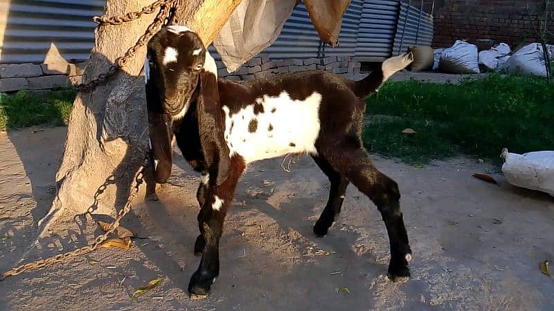 2 Amritsari Beetal male kids for sale 11