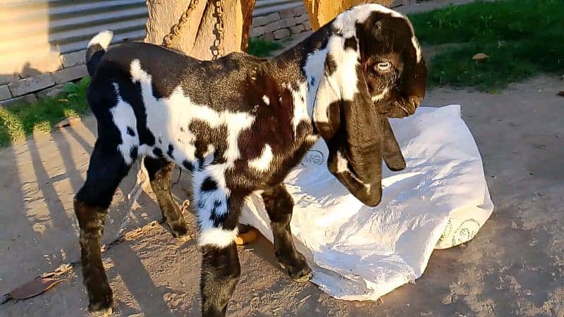 2 Amritsari Beetal male kids for sale 13