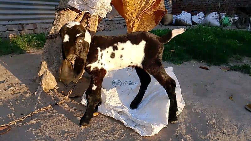 2 Amritsari Beetal male kids for sale 16