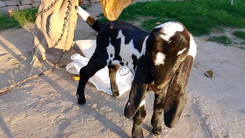 2 Amritsari Beetal male kids for sale 17