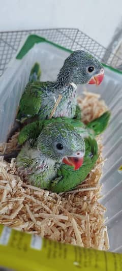 Green Ringeck Parrot Babies