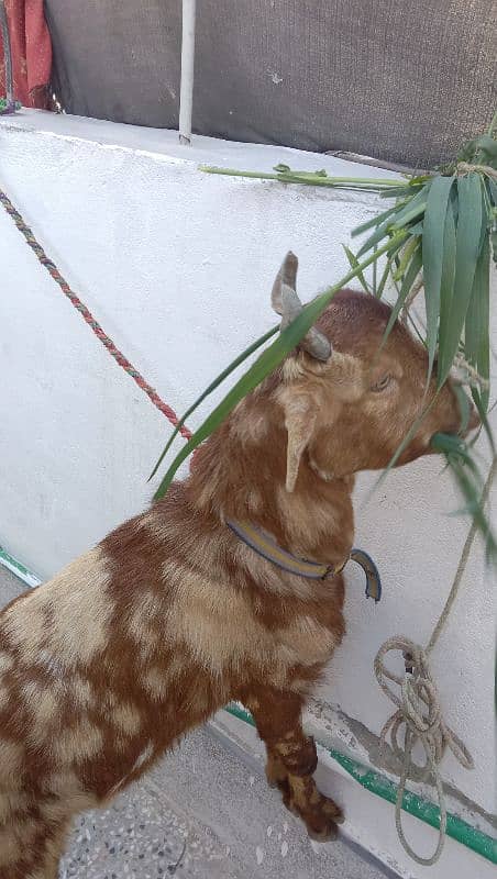 Bakra for sale 2