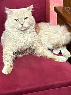 cat male persian