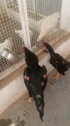 shamo chicks all color available vdo available on whatsaap