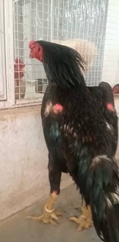 shamo chicks all color available vdo available on whatsaap 1