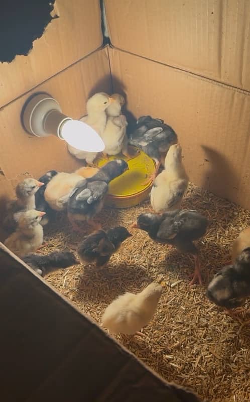 shamo chicks all color available vdo available on whatsaap 3