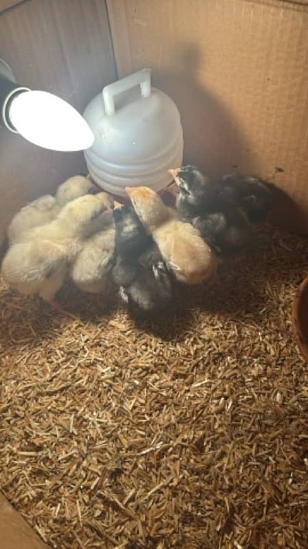 shamo chicks all color available vdo available on whatsaap 4