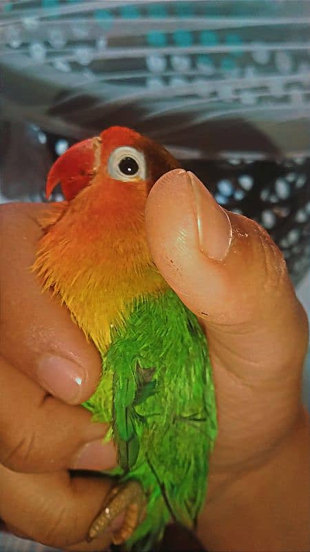 CONURE 4