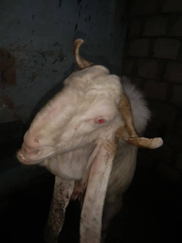 Bakra 2