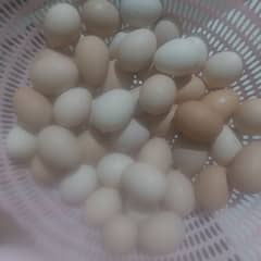 desi eggs