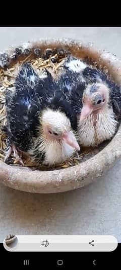 Karbalai pigeon chick