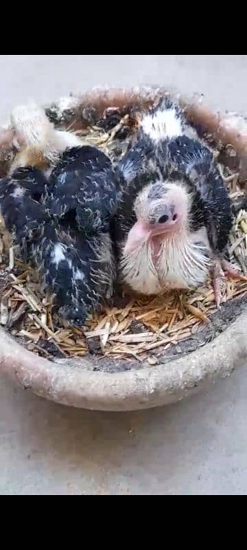 Karbalai pigeon chick 1