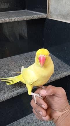 yellow ringneck hand tame male for sale available in faisalabad