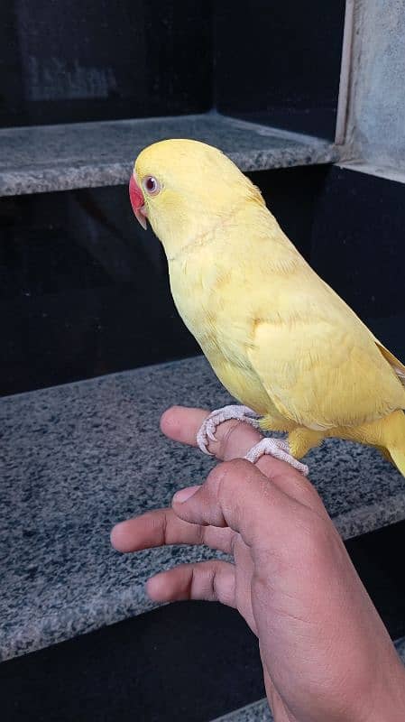 yellow ringneck hand tame male for sale available in faisalabad 1